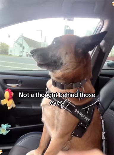 Hilarious Dogs: A Collection of Funny Pet Moments