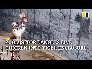 Visitor at Chinese zoo dangles live chicken into tiger enclosure
