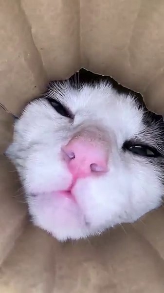 Cat face cam reaction 😂 📷 #catreaction #catsound