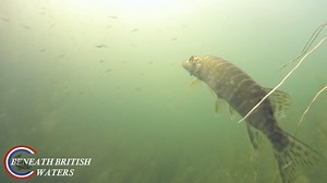 219K views · 1.3K reactions | Absolutely love getting to the side of pike when they are hunting, it is like a birds eye view of what they are watching, what is fascinating is the fin movements, those little twitches as it waits and selects it's next meal. #freshwaterfish #pikefishing #pike #nature #scubadiving #underwaterphotography | Beneath British Waters | Facebook