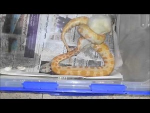ALBINO BURMESE PYTHON EATING RAT