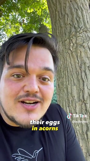 Acorn Weevil Larvae: Inside Acorns!