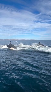 2.1M views · 10K reactions | An Adult Blue whale attempts to escape a...