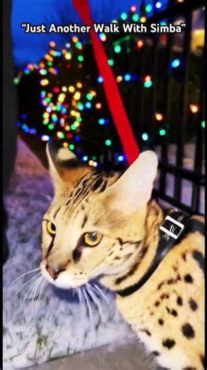 “Walking Simba Through the neighborhood 🐾🎄” #shorts #catshorts #funny #catvideos #catlovers