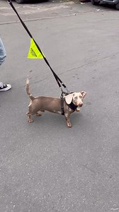 2.2K views · 15 reactions | Explosively Reactive Dachshund Fixed. #sausagedog #dachshund #doxie #reactivedog #dogtraining #aggressivedog #DogTrainer #balanceddogtraining #dog | Big Dog Fellas | Facebook