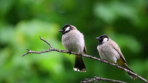 7 Rare Indian Bird Species You’ve Never Heard Of