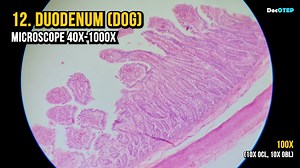 12. Duodenum (Dog) - Microscope 40x-1000x | Doc OTEP Studio | Facebook