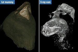 Gruesome deaths of mummified kitten and cobra revealed after 2,000 years