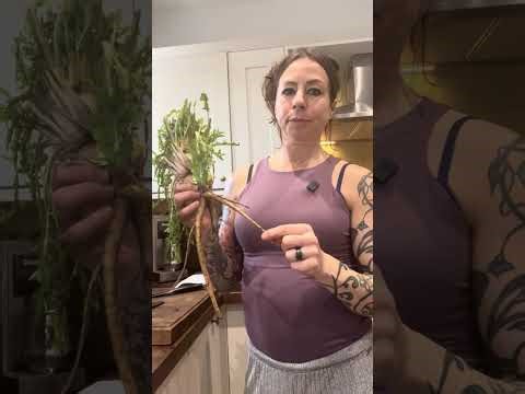 Dandelion root for Liver and Digestive health with Mharia in Scotland 💙💋