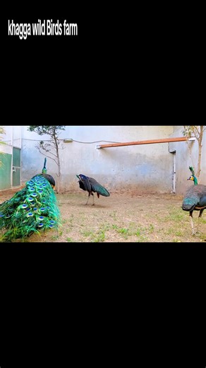 Explore Green Java Peacock Birds in Pakistan