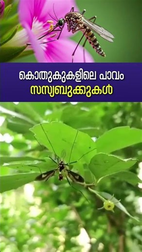 Male Mosquito vs. Female: The Dramatic Difference in Lifespan | Mosquito | Animal | Environment