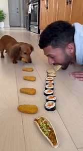 Who wins the competition? 😂 | Dachshund Hub