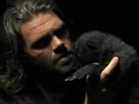 Baby Wolf Learns To Howl