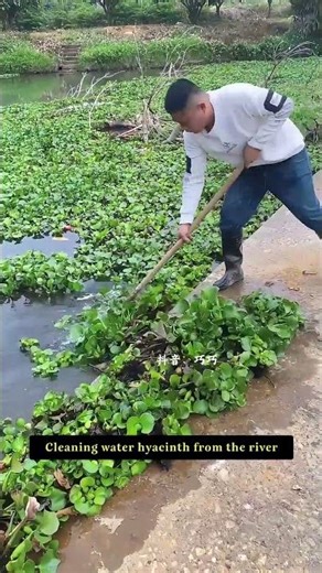 Peeling Water Hyacinth Like a Carpet! 🤤This River Cleaning is ODDLY SATISFYING! #cleaning#satisfying