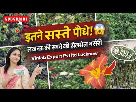 Unbelievable Prices! Lucknow’s Biggest Wholesale Nursery Tour