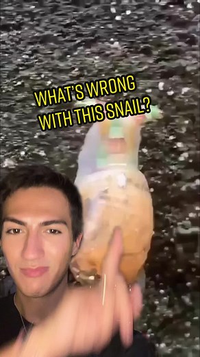 Parasite Infestation in Snails: Removal and Education