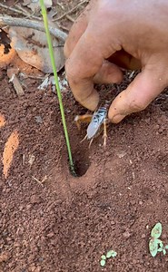 Smart IQ - Use ants to catch1000 crickets in deep holes | NaturalLife IQ