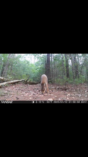 Capturing the essence of the wilderness with the most incredible coyote on my trail camera.#wildlife #naturephotography #trailcamera #coyote #naturelovers #wildlifephotography #outdoorphotography #capturingmoments #naturecaptures #wilderness #beautifulnature #amazingwildlife #animalphotography #wildlifecaptures #natureseekers #natureseekers | Savingmemoryarchives
