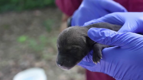 Pups of world’s most endangered wolf species born at Tennessee zoo