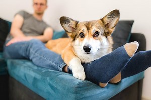 Are We Stressing Our Dogs Out?