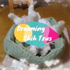 Dreaming Shih Tzus | Shih Tzu World