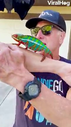 This colorful lost chameleon is absolutely stunning! 🥰🦎🌈 #viralhog #chameleon #color #beautiful | ViralHog
