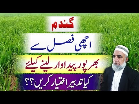 How to Manage a Healthy Wheat Crop for Maximum Yield || Crop Reformer