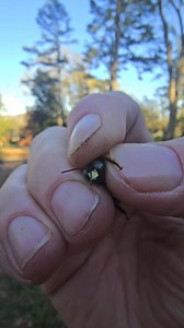 I Got a Carpenter bee in my hand!..Can Yellow Faced Carpenter bees really sting or not?? | Country Boy Cooking with Marshall
