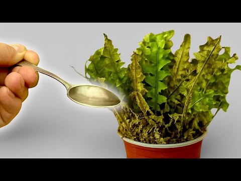 How to Revive Any Dying Fern With This Simple Trick (It Saved My Fern Boston!) 🌿