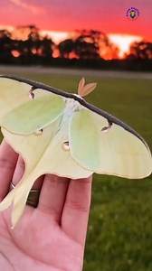 149K views · 2.3K reactions | The Luna moth is one of the most stunning and mysterious moths found in North America. #lunamoths #Giants #wildlife #insectworld #insects #viralreels #naturelovers #wildlifeplanet #trendingreel #RareMoth #knowanytime | Know Anytime | Facebook