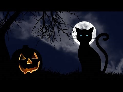 Black Cats: The Superstitions and the Science