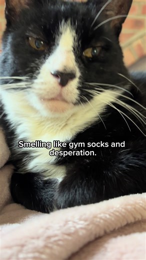 Chaos with Cats: Felix and Willow's Adventures