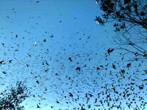 Swarming Florida Tree Swallows