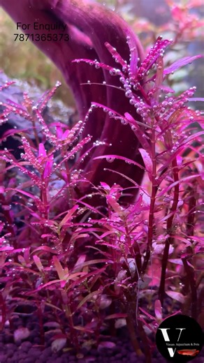 Pearling in Aquarium Plants 💧🌱 | CO2 + Light Magic! 🤩 #aquarium #aquascapegallery #fishtank #aqua