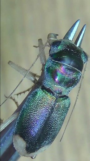 The Fastest Tiger Beetle You’ve Never Heard Of | Beautiful Green Metallic beetle #insects #facts