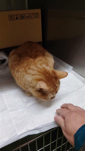 Resident cat 657 Good night