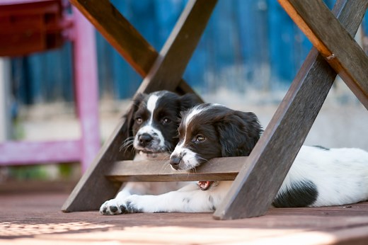 8 Ways To Stop Dogs From Chewing Furniture With Home Remedies