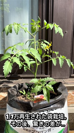袋栽培vs脇芽増殖vs水切り栽培トマト