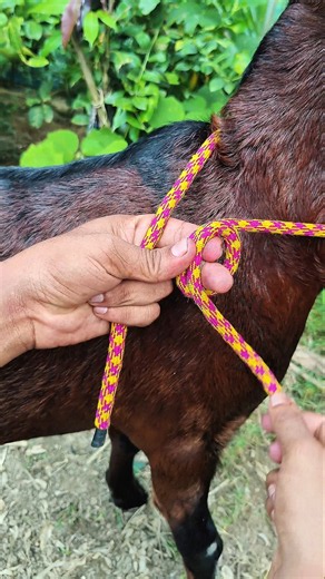 Smart Way to Tie a Goat Safely!🐐