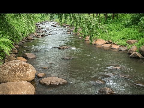 Relaxing Stream Flowing Under Bamboo Canopy with Mossy Rocks – Gentle Water Sounds for Meditation
