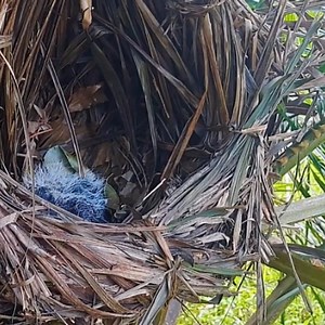 7K views · 371 reactions | The little bird in the nest was very hungry when it saw its mother coming. | Review All Birds | Facebook