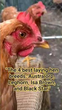 The 4 best laying hen breeds: Australorp, Leghorn, Isa Brown, and Black Star.