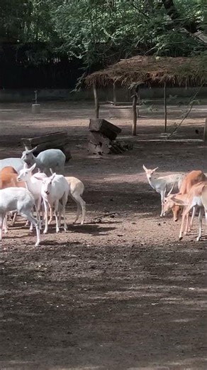 Albino or Leucistic? 🦌 Finding the Legendary White Indian Antelope