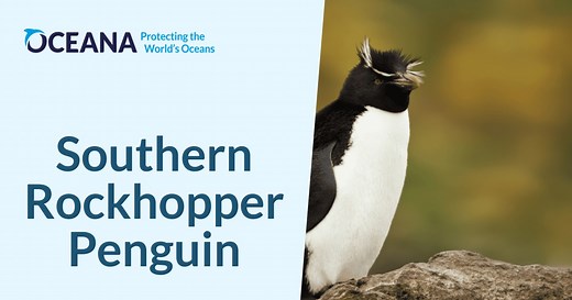 Southern Rockhopper Penguin | Oceana