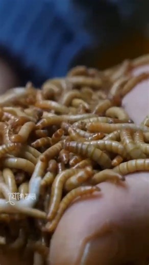 এই Protein Powder পোকা দিয়ে বানানো 🤢🐛