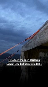De Italiaanse stad Orbetello wordt al weken geteisterd door een enorme invasie van muggen. De inwoners van de trekpleister willen dat de noodtoestand wordt uitgeroepen. #Nieuws #Italië #Muggen #Muggenplaag #Orbetello | NU.nl
