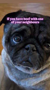 1.9K views · 111 reactions | Gently used patio set, You haul #pug #puglife #babyboy #cute #ig #fbreels #pet #dog #beef #fbmarketplace #marketplace #free | Jacob ThePug Canada | Facebook