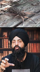 The Fearsome Wolf Spider: Uncovering the Secrets of this Fascinating Creature 🕷#WolfSpider #Spiders | Jot Tv Media