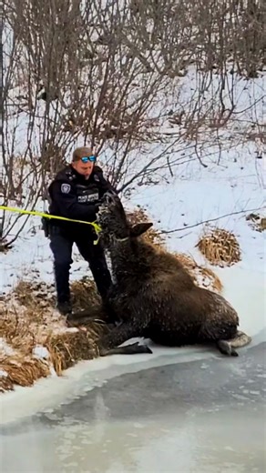 14M views · 294K reactions | Two police officers rescue a moose from thin ice — but they don't expect him to keep slipping onto the ice 梁 Footage provided by ViralHog. | The Dodo | Facebook