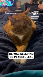 Sneeze Interrupts His Nap | Meme Lord